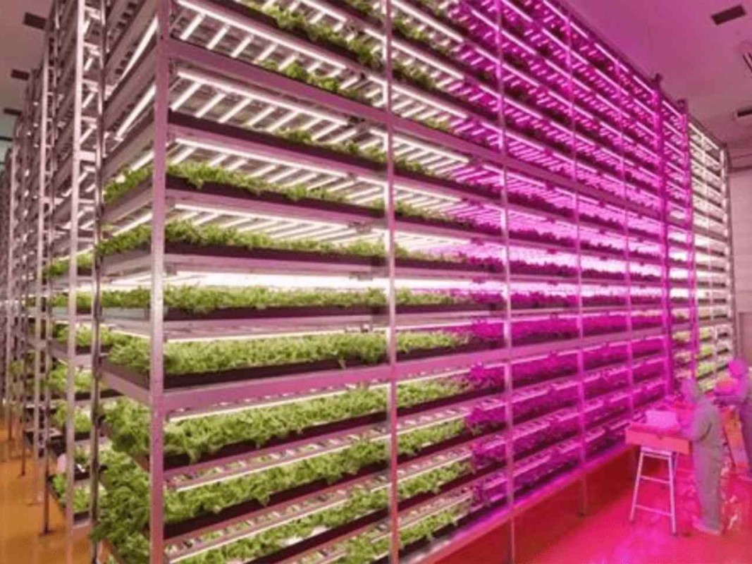 Agriculture LED Lights