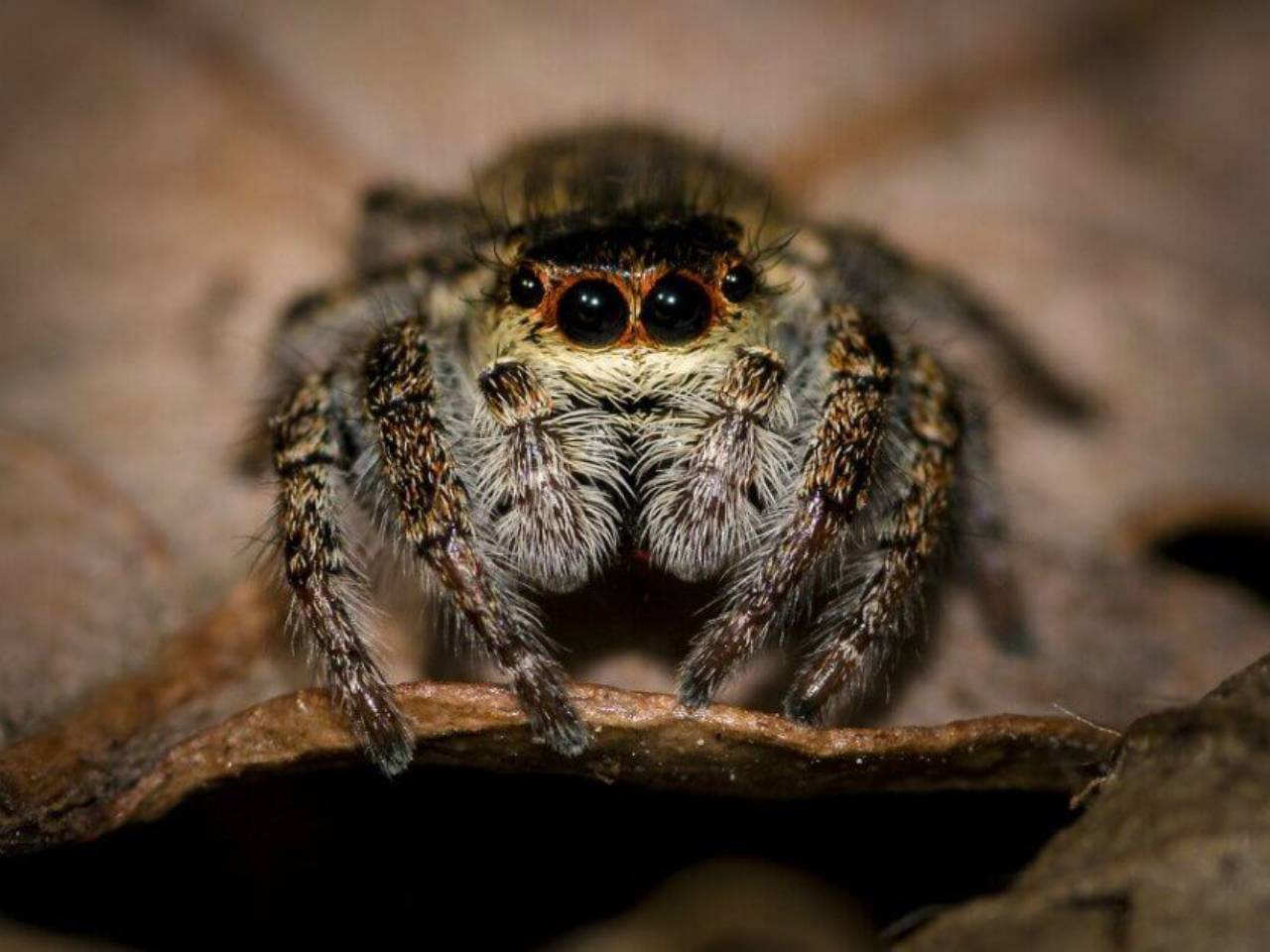 What color do spiders hate