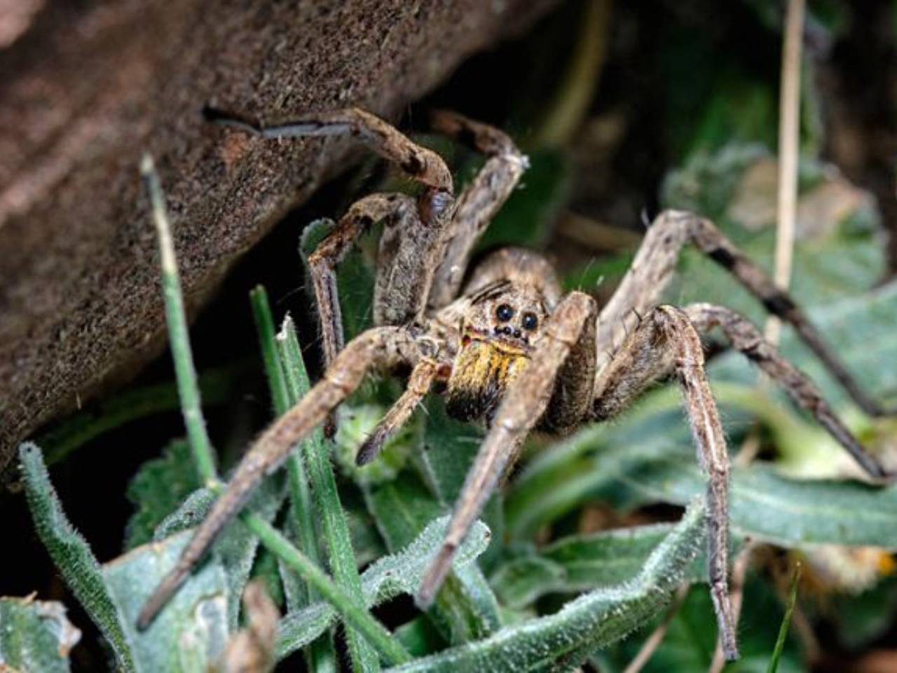 What color do spiders hate