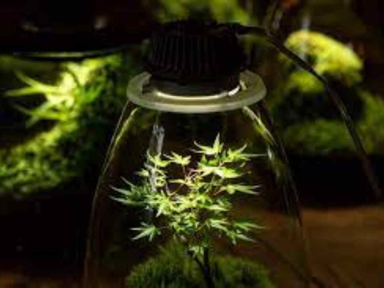 led grow light
