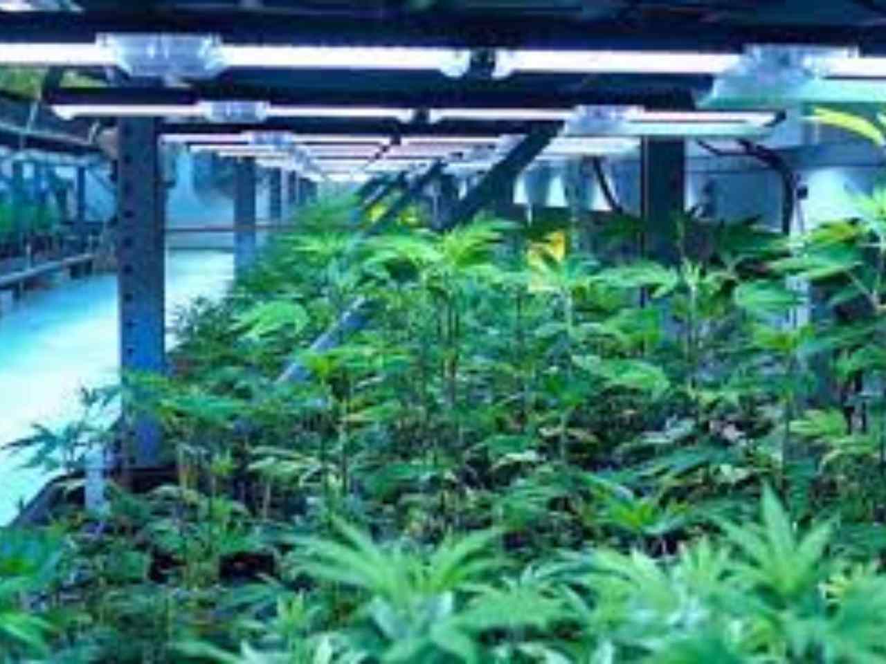 led grow light