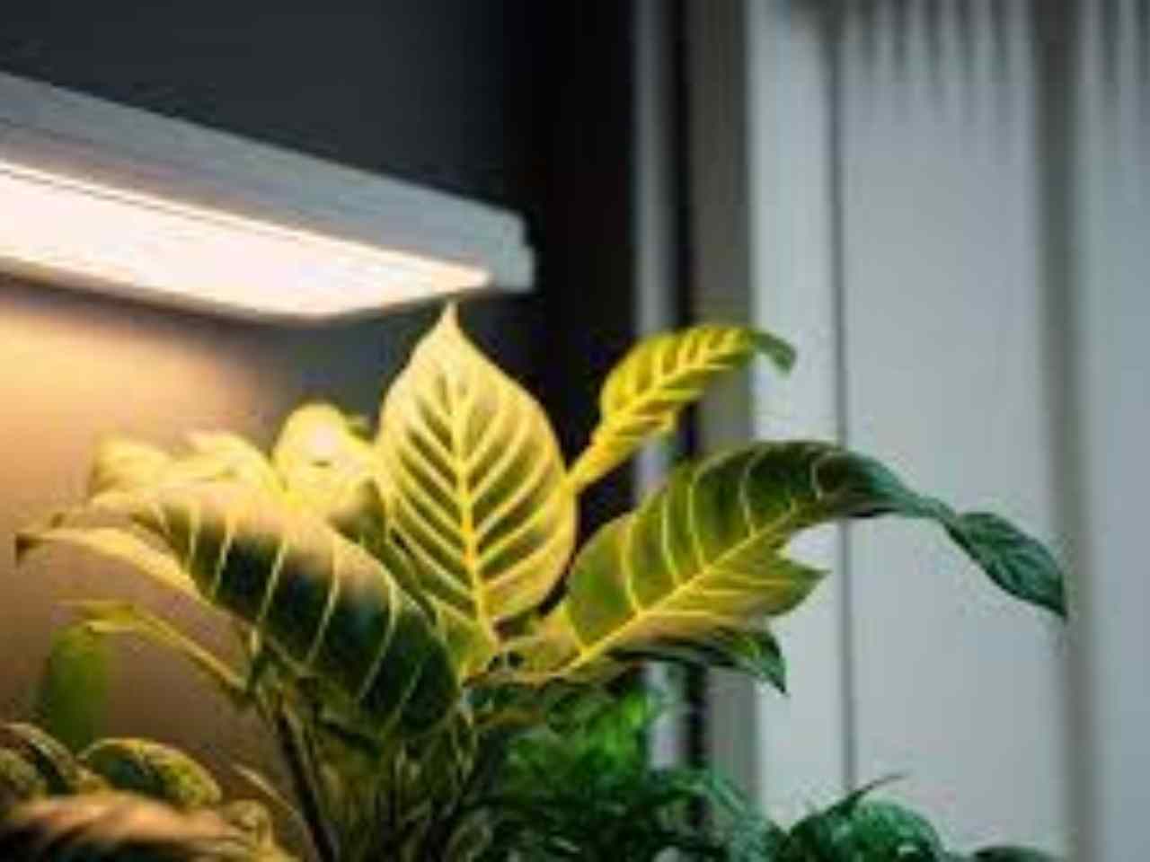 led grow light