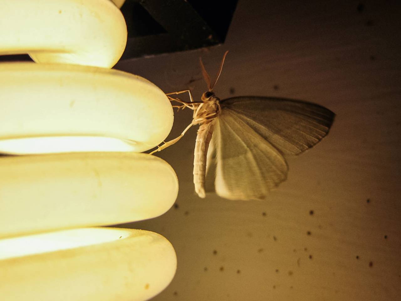 Do LED Lights Attract Bugs